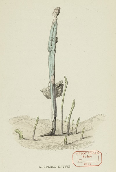 Asperge hâtive. Dessin humoristique représentant une personne longue et fine