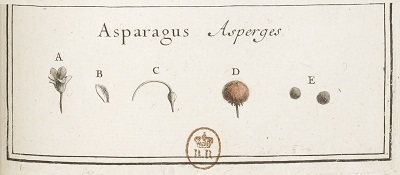 Graines d'asperge